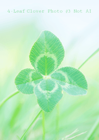 4-Leaf Clover Photo #3-4Not AI