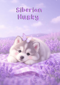 Pretty Siberian Husky In Lavender (JP)