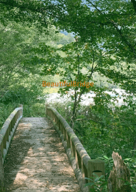 Beautiful-Bridge 35