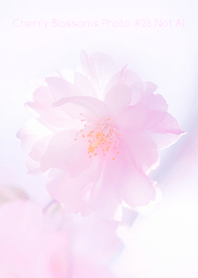 Cherry Blossoms Photo #26-10 NotAI
