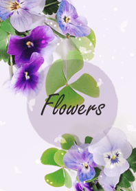 Viola flowers sway lightly6.