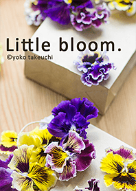 Little bloom. [Cute viola]