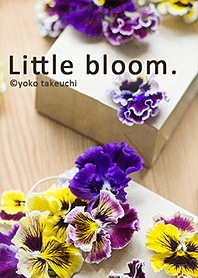 Little bloom. かわいいビオラのきせかえ