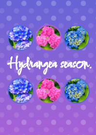 Hydrangea season.