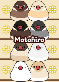 Motohiro Round and cute Java sparrow