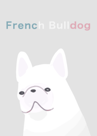 French bull dog