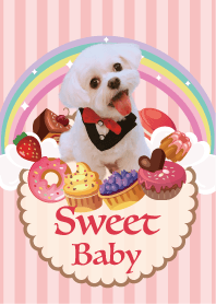 Cute Maltese