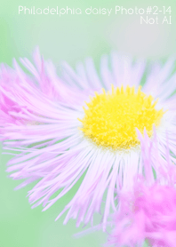 Philadelphia daisy Photo#2-14Not AI