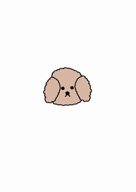 (simple brown toy poodle)