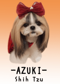 Shih Tzu -Azuki-