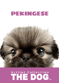 THE DOG Pekingese 2