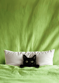 Fun playful cat  blanket-Black Cat1K