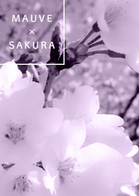 Simple Move Sakura purple11_2