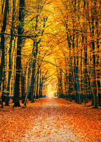 Road of autumn leaves from Japan