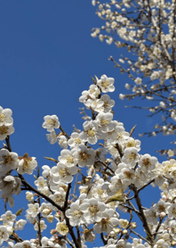 Plum blossom   d72bAd