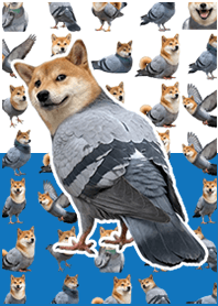 Shiba pigeon White Blue