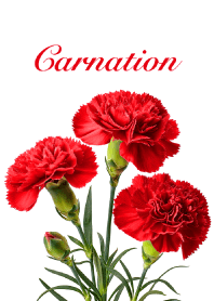 Carnation vol.8