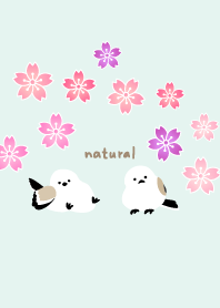 Long-tailed Tit Beautiful spring day18J