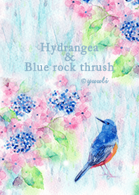 Hydrangea & Blue rock thrush