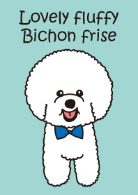 Lovely fluffy Bichon frise