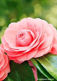 otome camellia