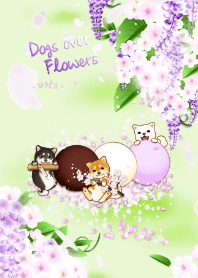 Dogs over Flowers12 (wisteria, cherry)
