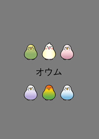 我養的小鸚鵡(霧灰色)