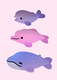 鯨魚和海豚