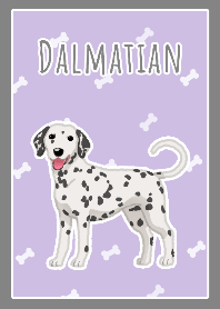Dalmatian(Black&White)