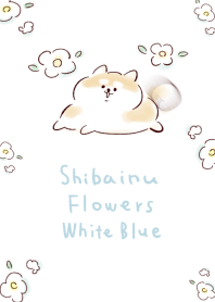 สุนัขชิบะอินุ ดอกไม้ สีขาวและสีฟ้า