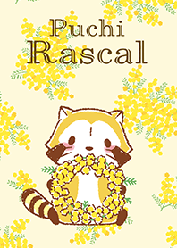 Rascal☆ดอกมิโมซ่า