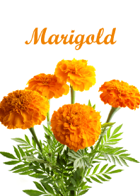 "Marigold vol.5" theme