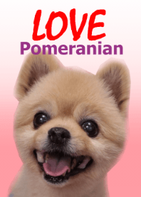 LOVE Pomeranian