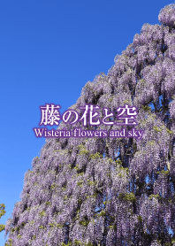 藤の花と空