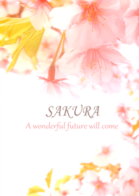 Cherry blossoms that bring good luck1