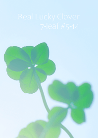 Real Lucky Clover 7-leaf #5-14
