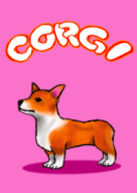 Cute puppy corgi.