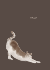 Collection of cute cats