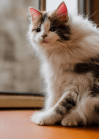 Cats run wild #CaCXR026.