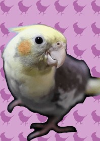 オカメインコのぷぅ