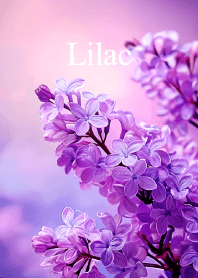 ライラック vol.7