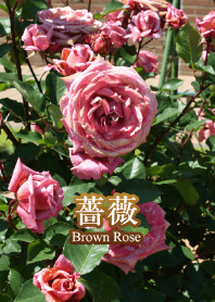 "Brown Rose"