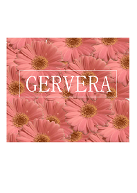 Pink gervera2