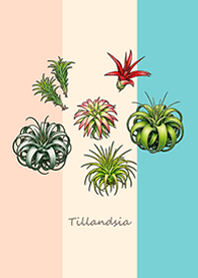 Elegant Air Plants(Three Colors)