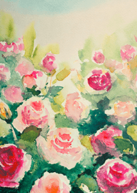 Beautiful rose flower(R4803)