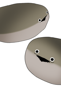 呆然とする坂番のカメ(白)