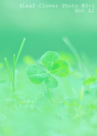 4leaf Clover Photo #3-1 Not AI