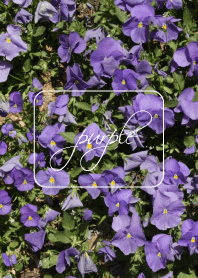 purple flower.
