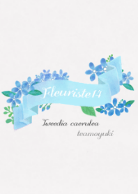 Fleuriste14 *Tweedia caerulea*