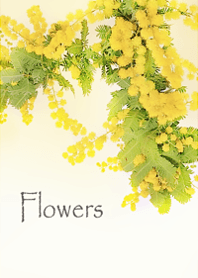 Mimoza flowers wrapped in kindness6.